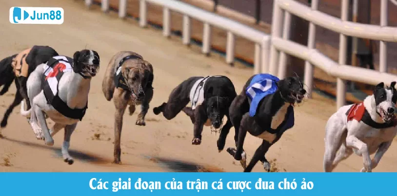 Jun88 - Cá Cược Đua Chó: Một Trải Nghiệm Thú Vị Các giai đoạn của trận cược đua chó ảo